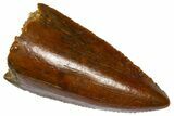 Serrated, Raptor Premaxillary Tooth - Real Dinosaur Tooth #360983-1